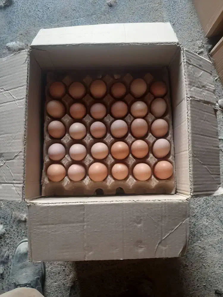 فروش عمده تخم مرغ صادراتی و محلی گلپایگان