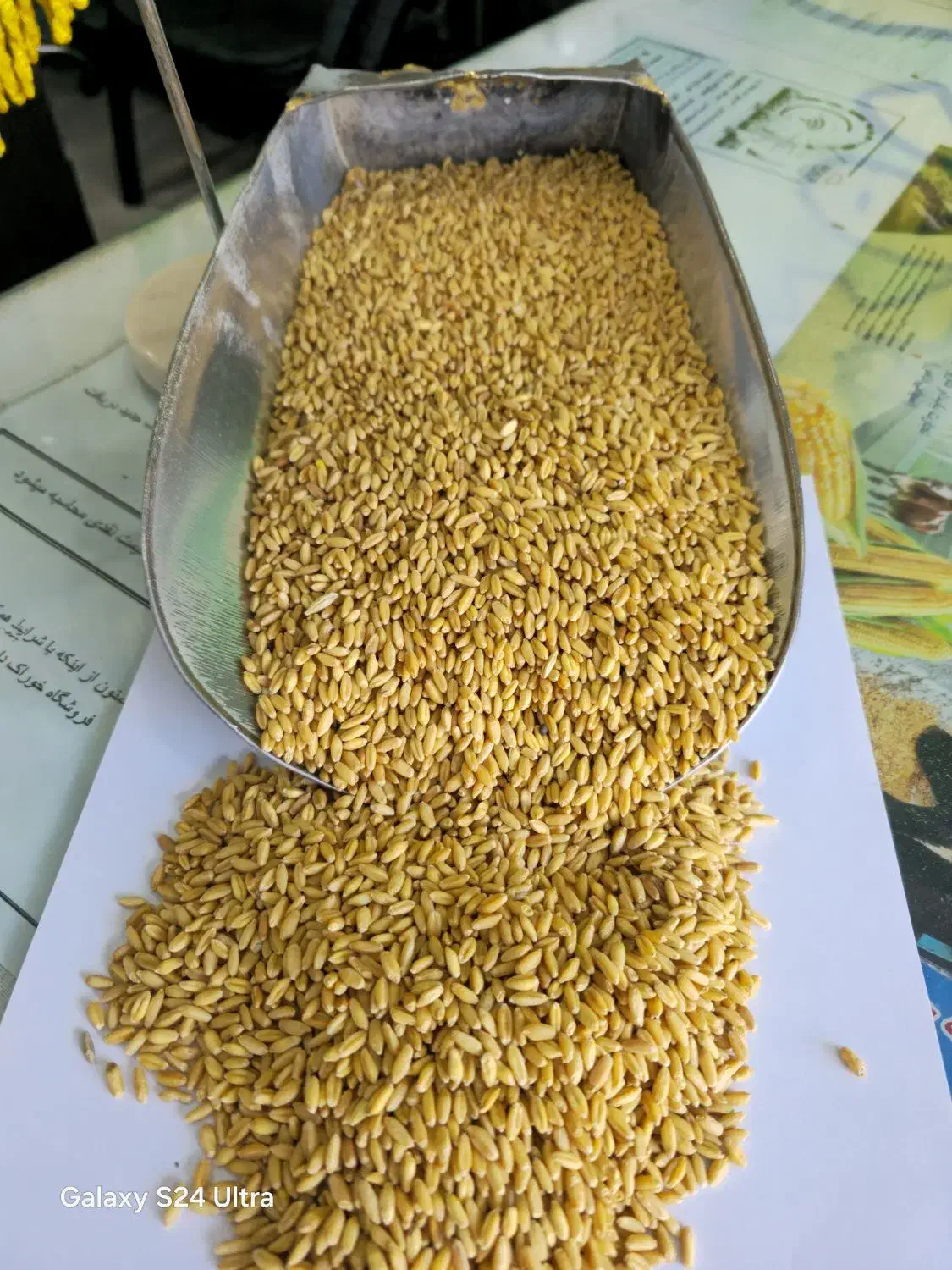 کنسانتره دام پرواری و شیری