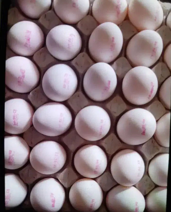 پخش عمده تخم مرغ تاریخ روز