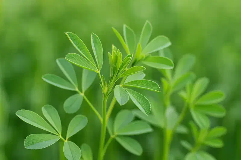 یونجه استریل بسته بندی بره و خرگوش