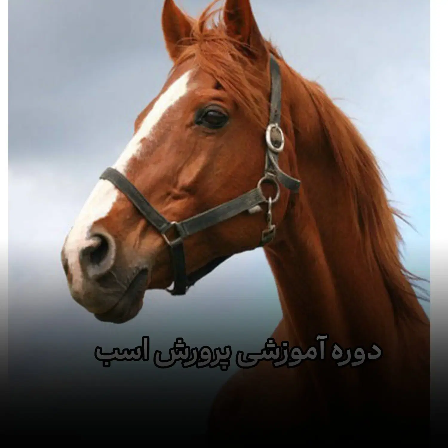 پرورش اسب بصورت تئوری و عملی